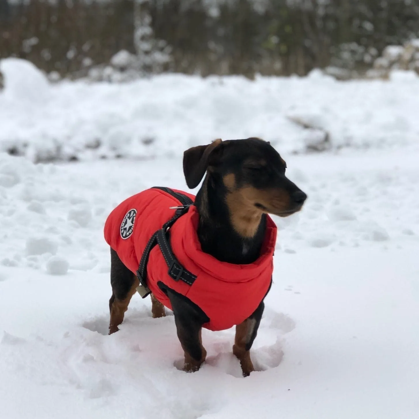 Fashion Stars Dachshund Jacket